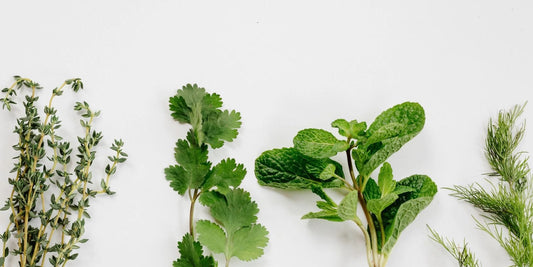 immune boosting herbs and plants in bundles laid on a white background